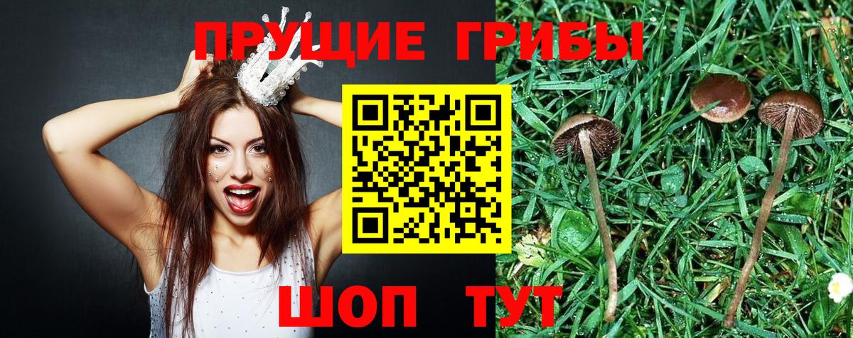 Псилоцибиновые грибы Psilocybine cubensis  Вход с VPN  Псилоцибиновые грибы Psilocybine cubensis  Лабинск 